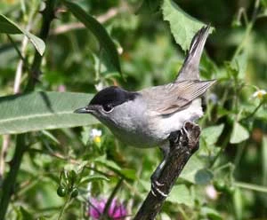 Kapturka zajmuje miejsce na liście 10 gatunków najliczniej zabijanych w basenie Morza śródziemnego. Fot. Bird Life Cyprus