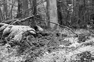 
Martwe drzewo. Fot. Ryszard Kulik
