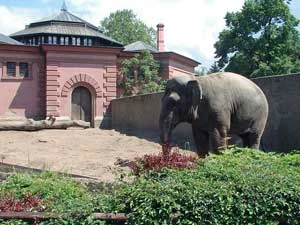 Słoń we wrocławskim ZOO. Fot. Anna Ciechańska