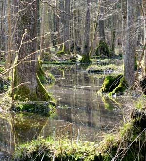 Babiogórski Park Narodowy. Fot. Piotr Morawski