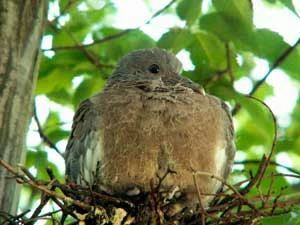 Pisklę gołębia grzywacza. Fot. Krzysztof Wojciechowski