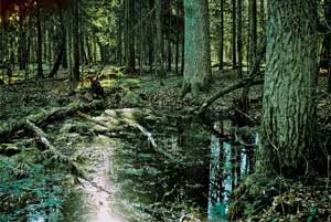 Puszcza Białowieska. Fot. Ryszard Kulik