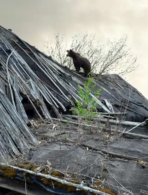 Niedźwiedź brunatny. Fot. Igor Byszniow