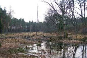 Terasa zalewowa po usunięciu zalewanych i zgryzanych drzew. Fot. Adam Kubiak
