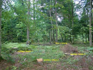 
Puszcza Białowieska. Świerki usunięte obok stanowiska granicznika płucnika Lobaria pulmonaria. Fot. Adam Bohdan
