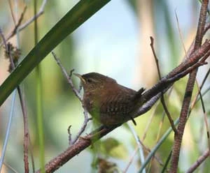 Strzyżyk. Fot. Krzysztof Pawlukojć