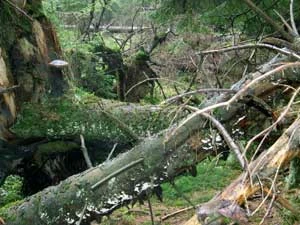 Naturalny las, królestwo grzybów i... wszystkiego co rzadkie i ginące. Fot. Andrzej Jermaczek