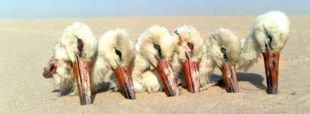 Fot. Z archiwum Stop Hunting Crimes in Lebanon, facebook.com/Stophuntinglebanon
