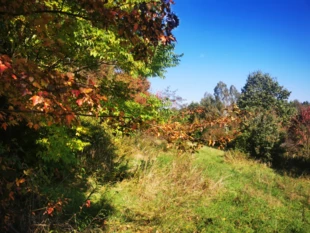 Podstawą bogactwa dzikiego ogrodu jest stworzenie warunków do życia i dla gatunków leśnych, i łąkowych. Fot. Łukasz Łuczaj