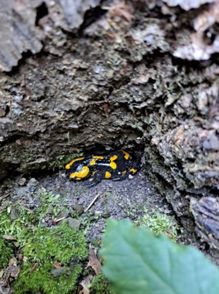 Salamandra spotkana przez uczestników warsztatów głębokiej ekologii w Bystrej. Fot. Aleksandra Stasiak, w trakcie Zgromadzenia Istota Energii