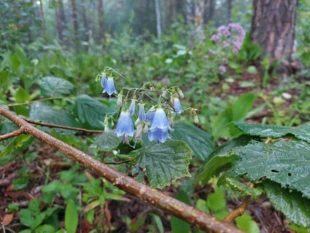 Dzwonecznik wonny. Jeden z przedmiotów ochrony rezerwatu przyrody Krzemionki Opatowskie i obszaru Natura 2000 „Krzemionki”. Fot. Łukasz Misiuna