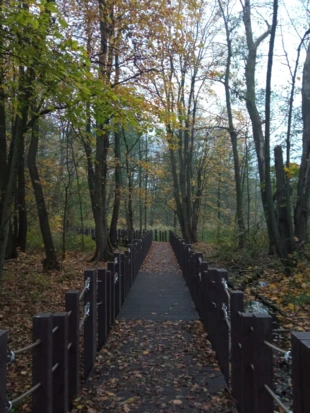 Ścieżka na bagnach. Fot. Bartosz Świątek