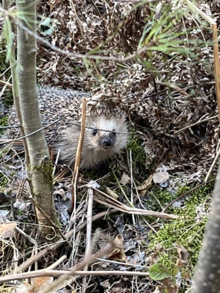 Jesienny jeż. Fot. MałgorzaTa Od Jeży Czaja