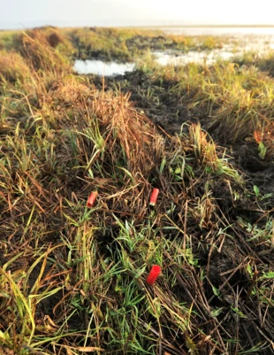 Łuski po polowaniu. Fot. Piotr Chara