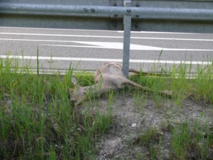 Droga S-7 w pobliżu północnej granicy obszaru Natura 2000 „Ostoja Wierzejska”. Zaprojektowane przejścia dla zwierząt nie odpowiadają rzeczywistemu przebiegowi szlaków migracji zwierząt. Fot. Łukasz Misiuna