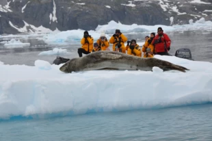 
Lampart morski to obok orki główny drapieżnik Antarktyki. Nie boi się nikogo i niczego (Mikołaj Golachowski w pracy)
