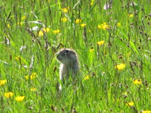Suseł perełkowany to gatunek stepowy. Wszystkie fotografie: Krzysztof Wojciechowski
