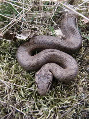 
Gniewosz plamisty Coronella austriaca jest jednym z 4 gatunków węży, dla których tworzy się strefy ochronne w Ukrainie. Fot. Krzysztof Wojciechowski
