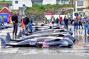 Następnego dnia po mojej rozmowie w Farerczykami i wyjeździe, moi przyjaciele, którzy zostali parę dni dłużej trafili przypadkiem na zakończenie grindapu. W czerwonej wodzie zatoki pływało kilka grindwali, które nie utknęły na płyciźnie, ale nie chciały opuścić swego martwego już stada. Fot. Brian Waitkus