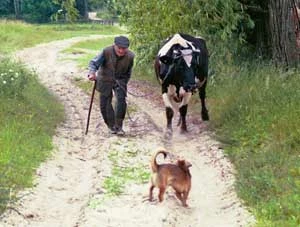Dziadek. Fot. Ryszard Kulik