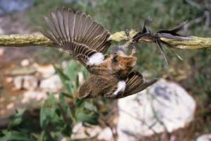 
Stosowane w wielu krajach pułapki klejowe to niespecyficzna i bardzo okrutna metoda chwytania ptaków. Fot. RSPB
