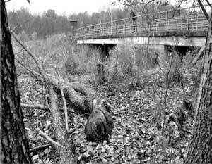 
Kosy Most na pierwszym planie ścięte przez bobry drzewo Fot. Janusz Korbel
