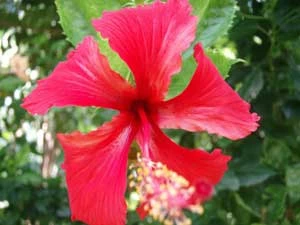 Kenaf – roślina o wielu zastosowaniach, w tym do produkcji papieru. Hibiscus cannabinus, wikipedia.org/wiki/Ketmia_konopiowata