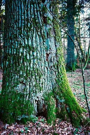 Puszcza Białowieska. Fot. Ryszard Kulik