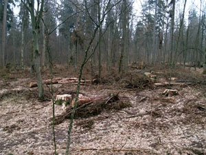Rezerwat krajobrazowy im Władysław Szafera, grudzień 2007. Fot. Adam Bohdan