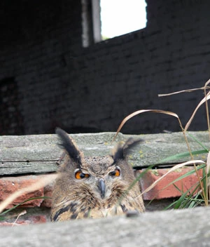 Puchacz. Fot. Igor Byszniow