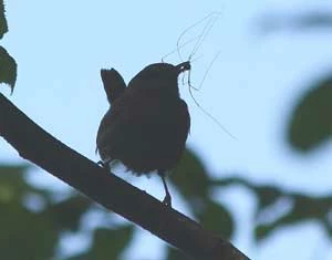 Strzyżyk. Fot. Krzysztof Pawlukojć