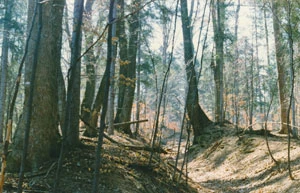 
Las nad Niemiecką Doliną, pomnikowe drzewo zaznaczone kropką do wycięcia, 1996 r. Fot. Archiwum Pracowni
