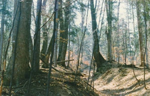 
Las nad Niemiecką Doliną, pomnikowe drzewo zaznaczone kropką do wycięcia, 1996 r. Fot. Archiwum Pracowni
