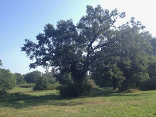 Rezerwat Gavurky na Słowacji. To pierwotny, dębowy, panoński gaj pastwiskowy z około 600 dębami liczącymi 200-400 lat. Fot. Magdalena Gościniak