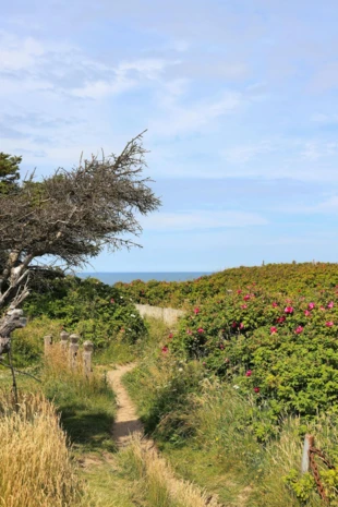 Malownicza ścieżka nadbrzeżna w Danii. Fot. Christina&Peter, pexels.com
