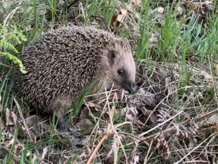 Jesienny jeż. Fot. MałgorzaTa Od Jeży Czaja