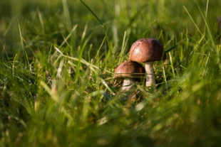 Kapelusze, które zbieramy do koszyka, są widocznym znakiem podziemnej współpracy. Fot. jarmoluk, Pixabay