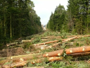 Okolice zachodniej granicy obszaru Natura 2000 „Ostoja Wierzejska”. Plan Urządzania Lasu jest jedynym dokumentem regulującym sposób ochrony tego obszaru. Fot. Łukasz Misiuna