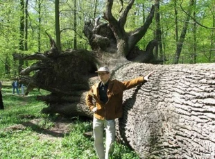 Wywrócony dąb, pozostawiany siłom natury w rezerwacie leśnym „Łask” w Łużycach Górnych. Na zdjęciu autor artykułu, 2004 rok. Fot. Enrico Šołta