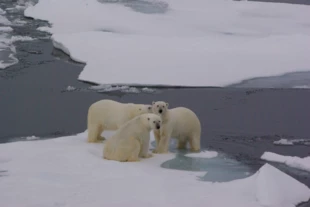 
Niedźwiedzie polarne, w odróżnieniu od wszystkich innych gatunków niedźwiedzi, nie są terytorialne i w miejscach, gdzie pokarmu jest dużo, bywają całkiem towarzyskie. Tu spotkały się na Oceanie Arktycznym i wyraźnie coś knują. Fot. Mikołaj Golachowski
