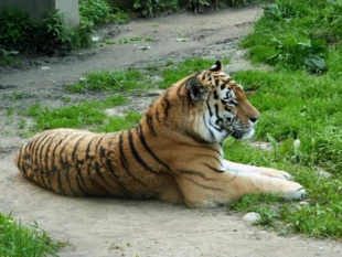 
Siła, rozmiary, drapieżność i majestat uczyniły z tygrysa najbardziej podziwiane zwierzę Syberii. Fot. Anna Zielińska-Hoşaf
