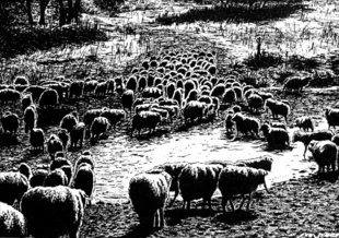 Rys. Jakub Karpiński