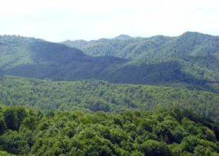 Karpacki Rezerwat Biosfery na ukraińskim Zakarpaciu chroni pralasy bukowe. Fot. Krzysztof Wojciechowski