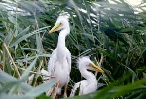 Czapla biała. Fot. Andrej Abramcuk, Zachodniopoleski Oddział APB