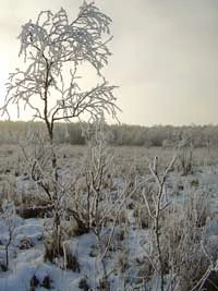 Torfowiska nad Rospuda w miejscu planowanej drogi. Fot. Adam Bohdan