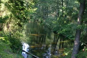 Dolina Rospudy. Fot. Piotr Morawski