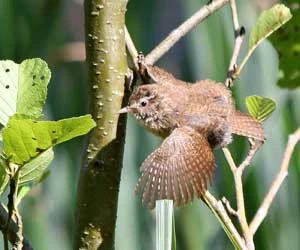 Strzyżyk. Fot. Krzysztof Pawlukojć