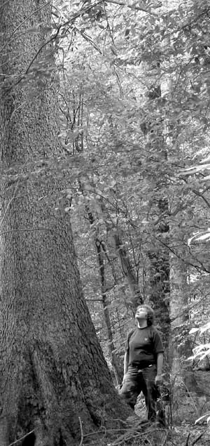 Świerk, obwód pnia 480 cm. Fot. Janusz Korbel