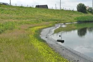 Pasowy układ roślinności na brzegu osadnika z gatunkami słonorośli, naturalnie występującymi na nadmorskich plażach – mannicą odstającą i łobodą oszczepowatą. Fot. Barbara Ziemer