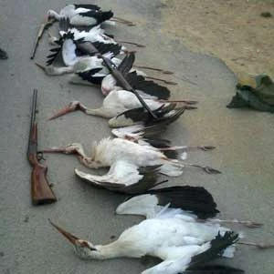 
Fot. Z archiwum Stop Hunting Crimes in Lebanon, facebook.com/Stophuntinglebanon
